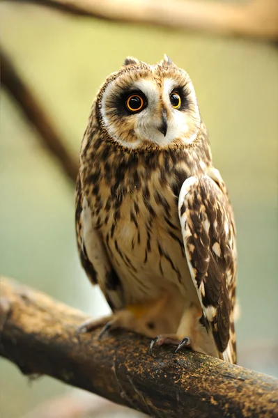 With big ears Owl — Stock Photo, Image