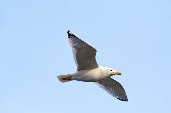 A gull is in sky — Stock Photo, Image