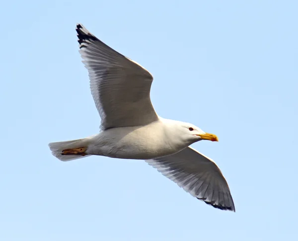 A gull is in sky — Stock Photo, Image