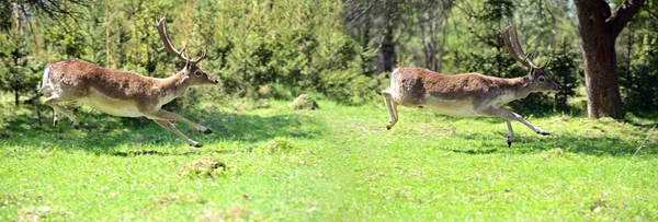 stock image Fallow deer