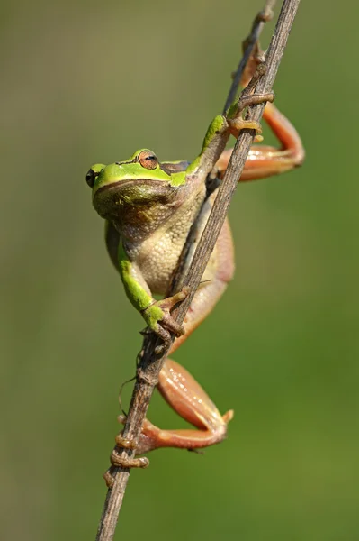 Frog on a branch — Stock Photo, Image