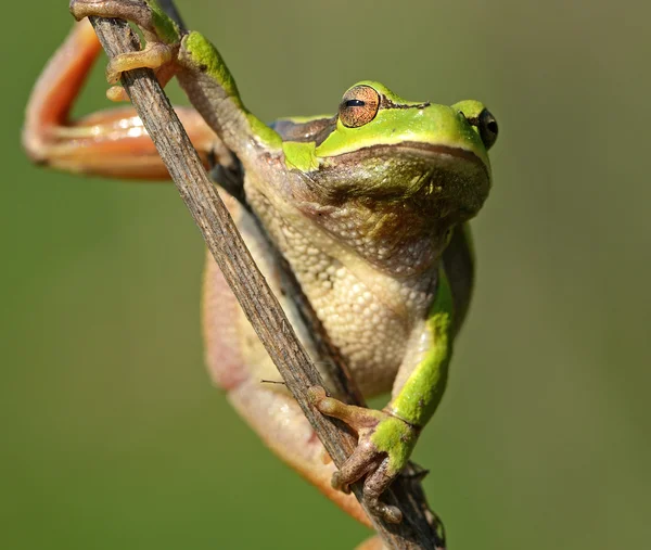 Żaba na gałęzi — Zdjęcie stockowe