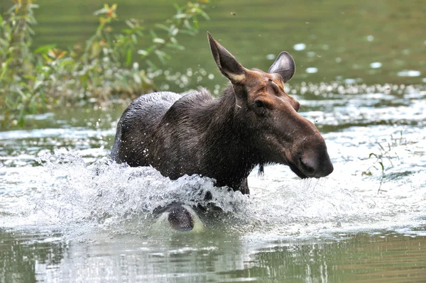 Een eland is in een meer — Stockfoto