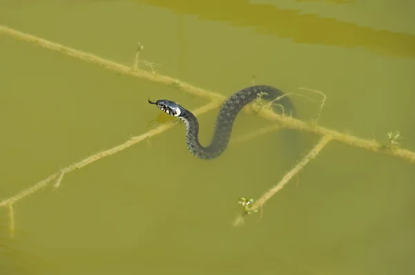 Bir dalda yılan — Stok fotoğraf