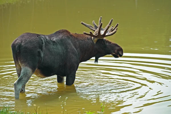 An elk is in a lake — Stock Photo, Image