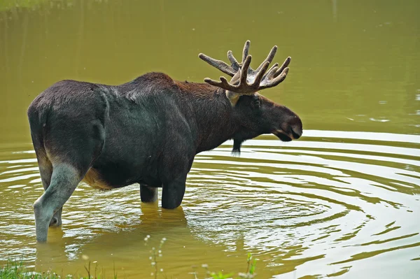 stock image An elk is in a lake