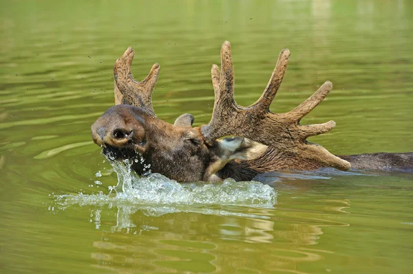 Un wapiti est dans un lac — Photo