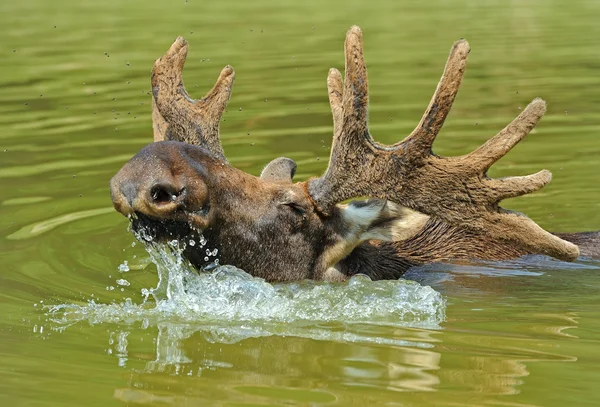 Un wapiti est dans un lac — Photo