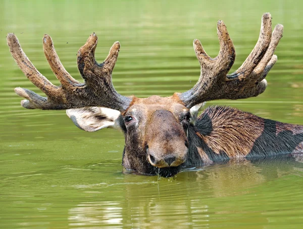 An elk is in a lake — Stock Photo, Image