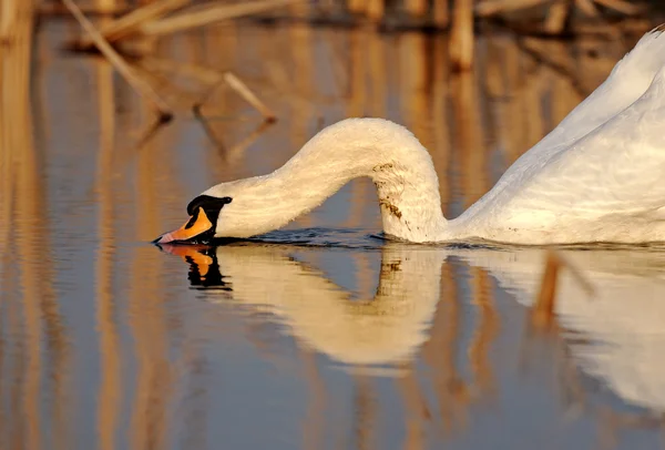 Swan family — Stock Photo, Image