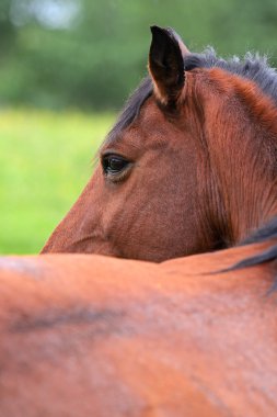 At yeşil çimlerin üzerinde