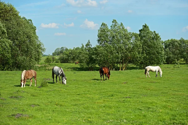 stock image Horse on a green grass