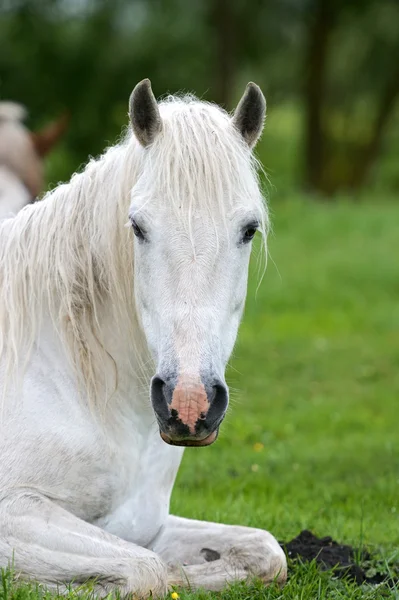 stock image Horse on a green grass