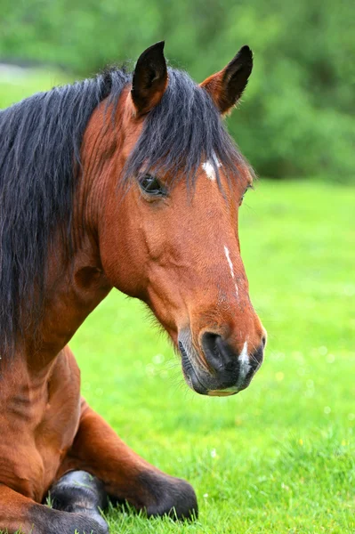 Hest på grønt gress – stockfoto