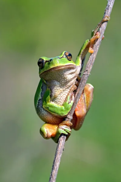 La rana está en un hábitat natural — Foto de Stock