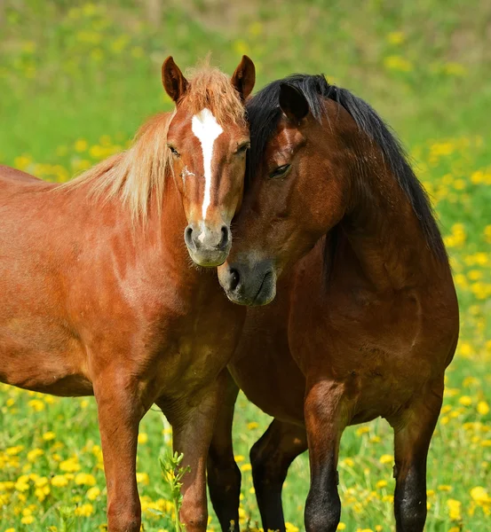 Koń na zielonej trawie — Zdjęcie stockowe