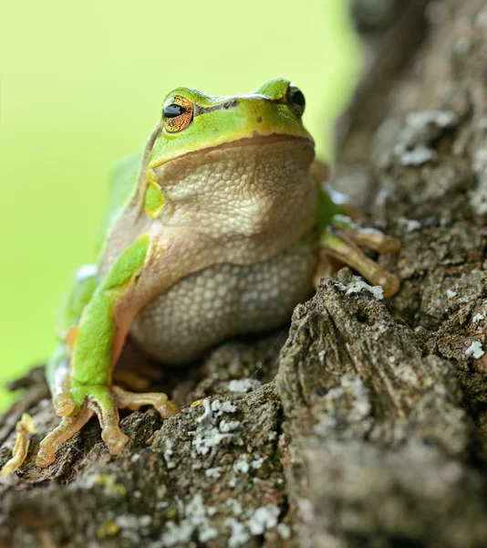 Żaba jest w naturalnym środowisku — Zdjęcie stockowe