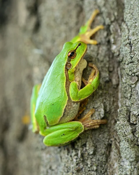 Žába je v přirozeném prostředí — Stock fotografie