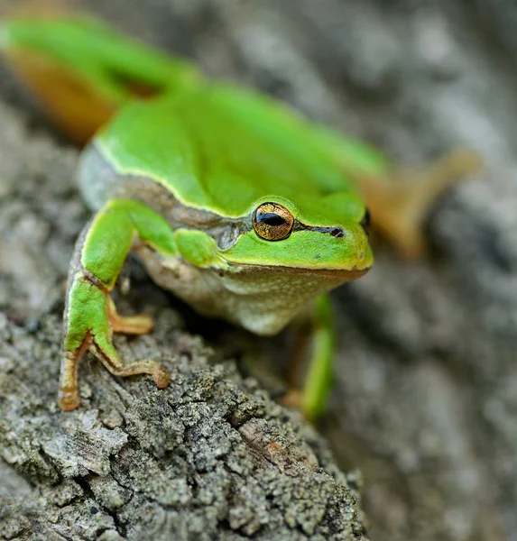 Žába je v přirozeném prostředí — Stock fotografie