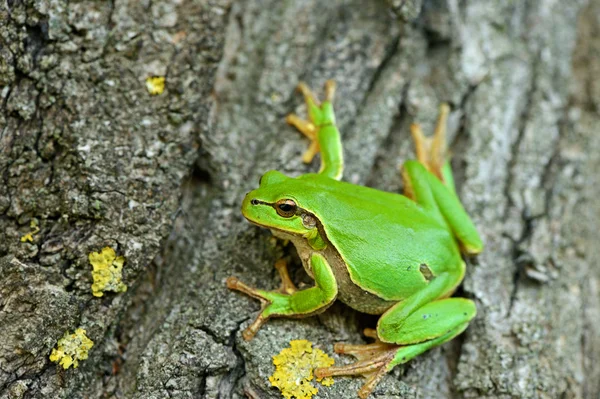 La rana está en un hábitat natural — Foto de Stock