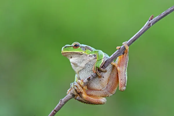 La rana è in un habitat naturale — Foto Stock