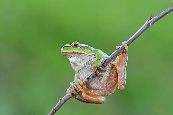 stock image Frog is in a natural habitat