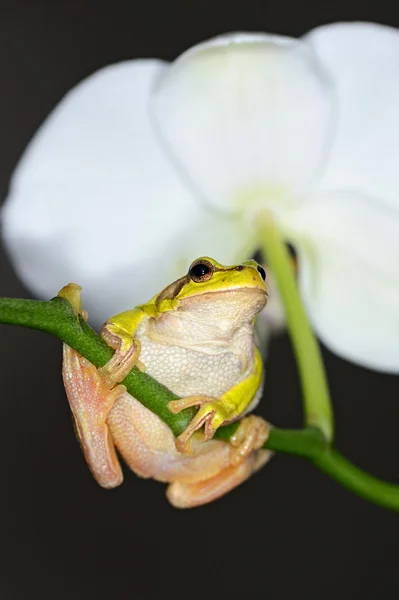 Frog is in a natural habitat — Stock Photo, Image