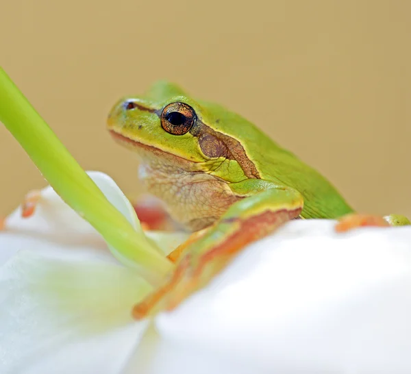 青蛙是在自然栖息地 — 图库照片