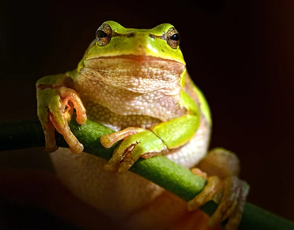 Frog is in a natural habitat — Stock Photo, Image