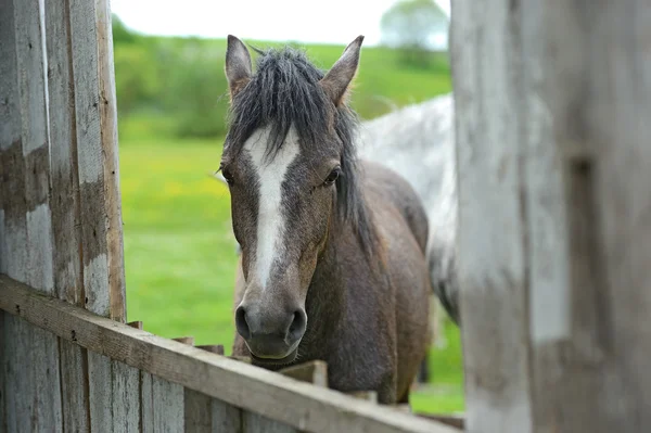 Pferd mit Baby auf einem Bauernhof — Stockfoto