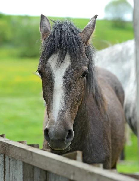 Cavalo com bebê em uma fazenda — Fotografia de Stock