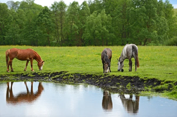 Stock image Horse on a green grass