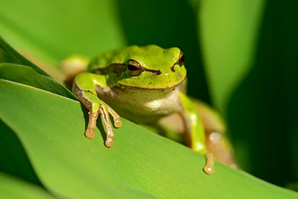 Žába na větev — Stock fotografie
