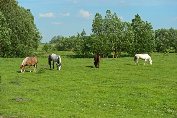 Paard op een groen gras — Stockfoto