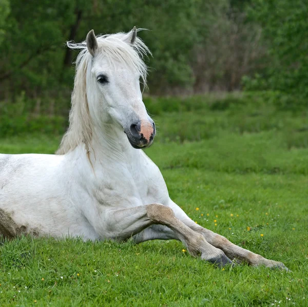 Кінь на зеленій траві — стокове фото