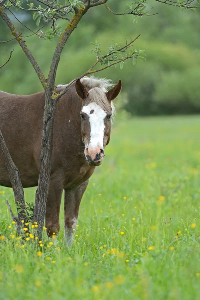 草原上的马 — 图库照片