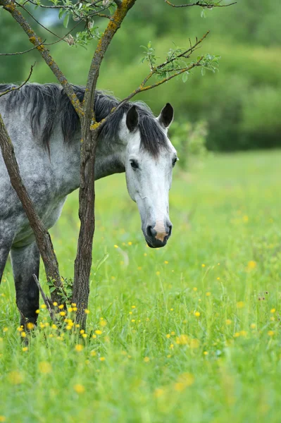 Pferd auf einem grünen Gras — Stockfoto