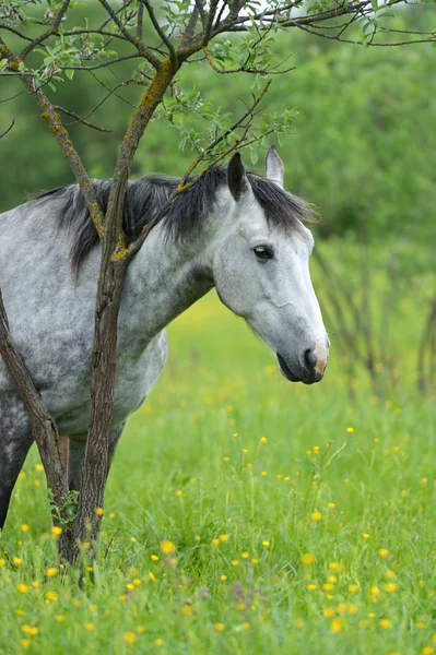 Кінь на зеленій траві — стокове фото