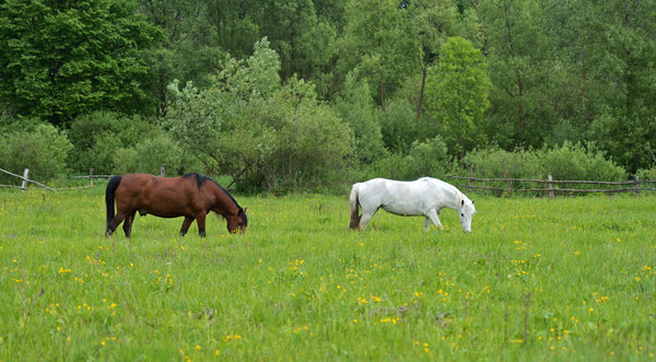 лошадь на зеленой траве