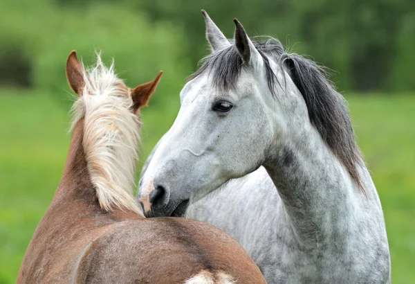 Paard op een weiland — Stockfoto
