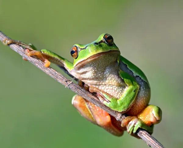 Žába je v přirozeném prostředí Stock Obrázky