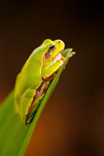 Daldaki kurbağa — Stok fotoğraf