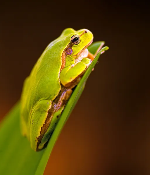 Žába na větev — Stock fotografie