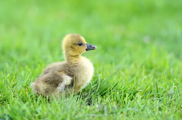 stock image Gosling