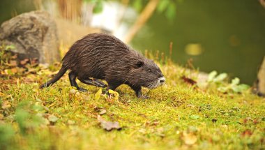 Portrait of a nutria clipart