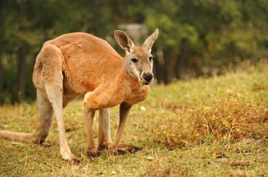 Kangaroo clipart