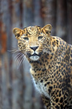 leopar