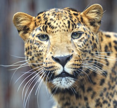 leopar