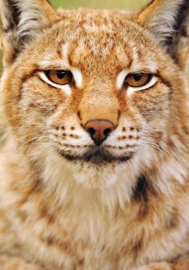 Beautiful wild lynx in winter clipart