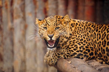 leopar